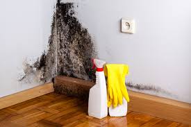 Best Mold Damage Restoration  in Taft, TX